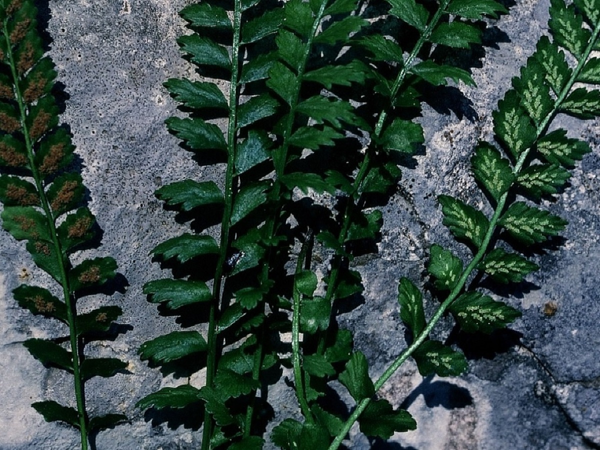 Asplenium viride (Aspleniaceae)